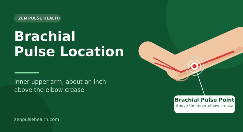 Brachial Pulse Location