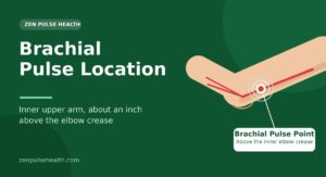 Brachial Pulse Location